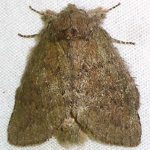 7974 Misogada unicolor, Drab Prominent Moth