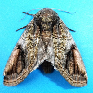 7983 Heterocampa obliqua, Oblique Heterocampa Moth