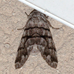 Panthea furcilla, Eastern Panthea Moth, Hodges #9182