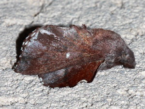 Phyllodesma occidentis, Southern Lappet Moth, Hodges #7686