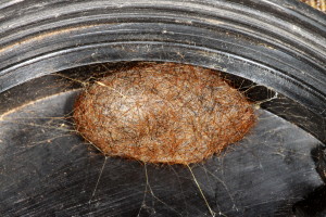 8129 Pyrrharctia isabella, Isabella Tiger Moth Cocoon