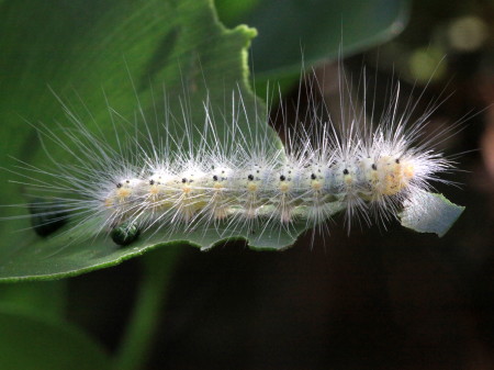 8140 Hyphantria cunea, Fall Webworm Moth Caterpillar