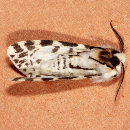 8140 Hyphantria cunea, Fall Webworm Moth