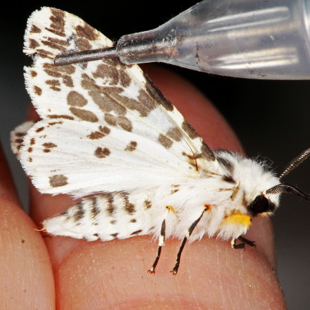 8140 Hyphantria cunea, Fall Webworm Moth