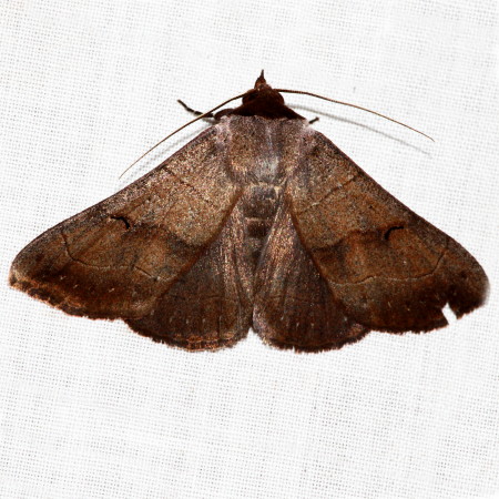 8587 Panopoda rufimargo, Red-lined Panopoda Moth