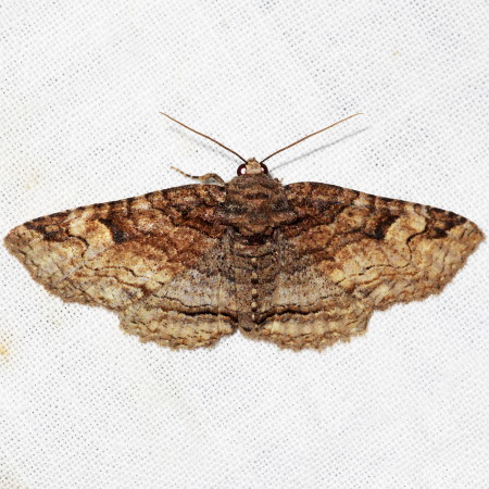 8692 Zale galbanata, Maple Zale Moth