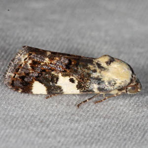 9136 Tarache aprica, Exposed Bird-dropping Moth (female)