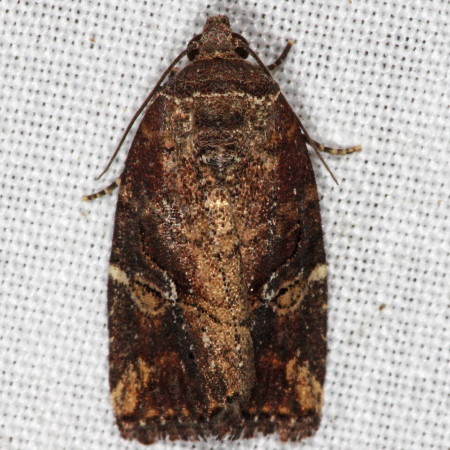 9678 Elaphria versicolor, Variegated Midget Moth