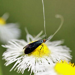0227 Adela caeruleella, Southern Longhorn Moth