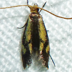 0299 Isocorypha mediostriatella, Old Gold Isocorypha Moth