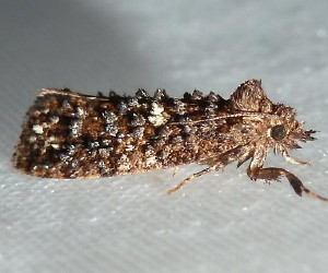 0347 Acrolophus cressoni, Cresson's Grass-tubeworm Moth