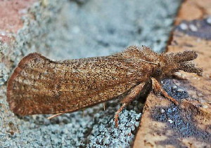 0372 Acrolophus plumifrontella, Eastern Grass-tubeworm Moth