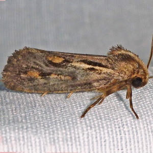 0373 Acrolophus popeanella, Clemens' Grass Tubeworm Moth