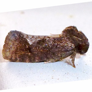 0383 Acrolophus texanella,  Texas Grass Tubeworm Moth
