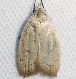 1035 Inga cretacea, Chalky Inga Moth