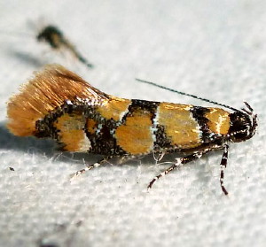 042 Decantha boreasella, Reticulated Decantha Moth