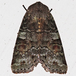 10517 Egira alternans,  Alternate Woodling Moth