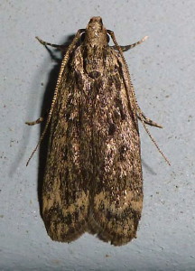 1066 Martyringa xeraula, Himalayan Grain Moth