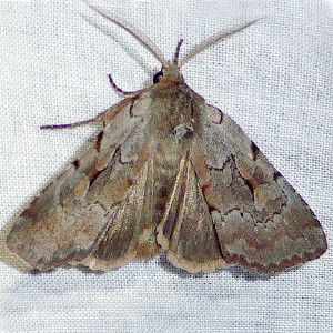 10967 Xestia elimata, Southern Variable Dart Moth