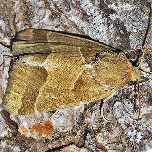 11147 Schinia gracilenta, Slender Flower Moth