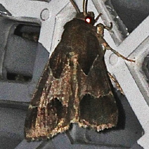11141 Schinia thoreaui, Thoreau's Flower Moth