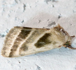 11149 Schinia trifascia, Three-lined Flower Moth