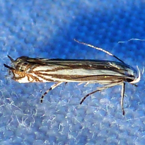 2211 Polyhymno luteostrigella, Polyhymno Moth