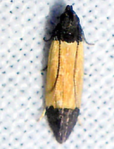2234 Anacampsis coverdalella, Coverdale's Anacampsis Moth