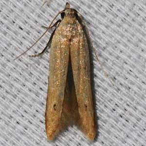 2260 Sitotroga cerealella, Angoumois Grain Moth