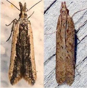 2281 Dichomeris ligulella (male left) ,Palmerworm Moth