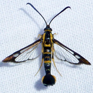 2549 Synanthedon scitula, Dogwood Borer Moth