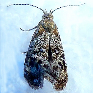 2647 Tebenna gnaphaliella, Everlasting Tebbena Moth