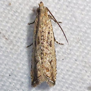 2707 Bactra verutana, Javelin Moth