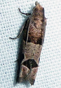 3218 Sonia constrictana, Constricted Sonia Moth