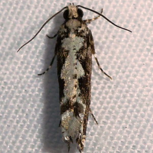 3273 Chimoptesis pennsylvaniana, Filigreed Moth