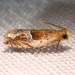 3374 Ancylis comptana, Strawberry Leafroller Moth