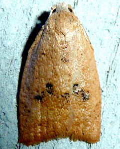 3731 Sparganothoides lentiginosana, Lentiginos Moth