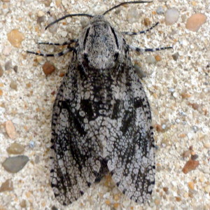 2693 Prionoxystus robiniae, Carpenterworm Moth