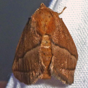 4679 Natada nasoni, Nason's Slug Moth