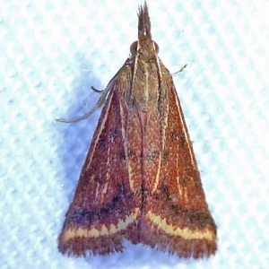 4796 Microtheoris ophionalis,  Yellow-veined Moth