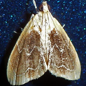 4873 Glaphyria fulminalis, Black-patched Glaphyria Moth