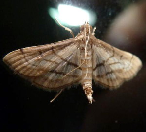 5289 Marasmia cochrusalis,  Marasmia Moth