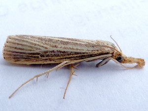 Agriphila vulgivagellus, Vagabond Crambus Moth, Hodges #5403