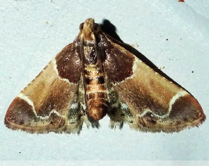 5510 Pyralis farinalis, Meal Moth
