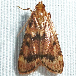 5512 Aglossa disciferalis,  Pink-masked Pyralid Moth