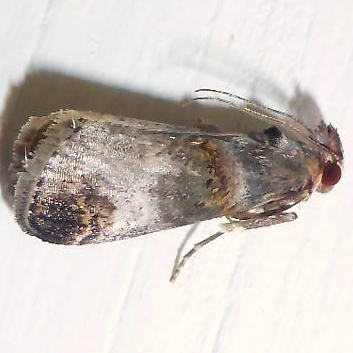 5588 – Oneida lunulalis, Orange-tufted Oneida Moth