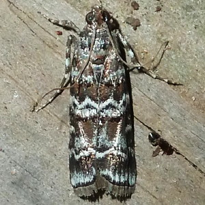 5853 Dioryctria amatella, Southern Pineconeworm Moth