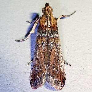 5890 Adelphia petrella, Adelphia Moth