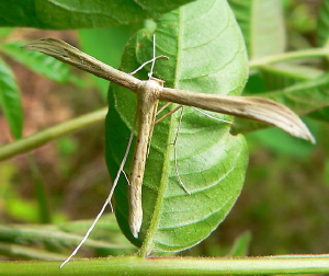 6212 Hellinsia kellicottii, Goldenrod Borer Plume Moth