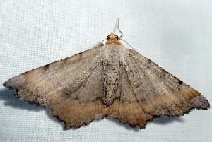 6336 Macaria distribuaria, Southern Chocolate Angle Moth